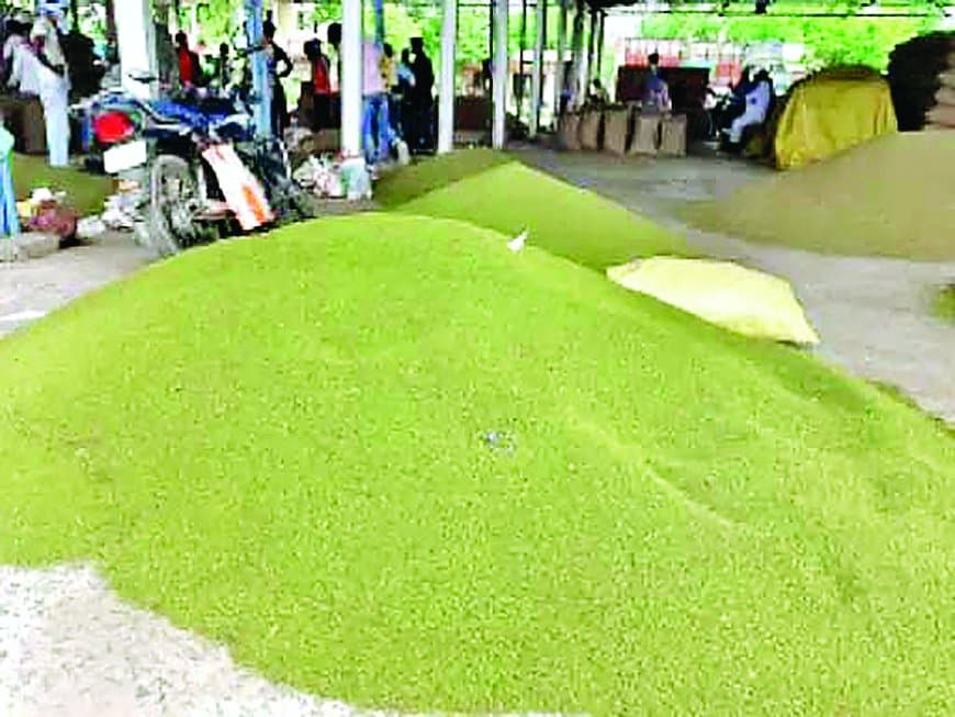 सतना-मैहर में लक्ष्य से अधिक खरीदी गई मूंग पर फंसा भुगतान: आधा सैकड़ा किसानों के 56 लाख अटके, प्रदेशभर में 1.38 लाख किसान 3398 करोड़ के इंतज़ार में