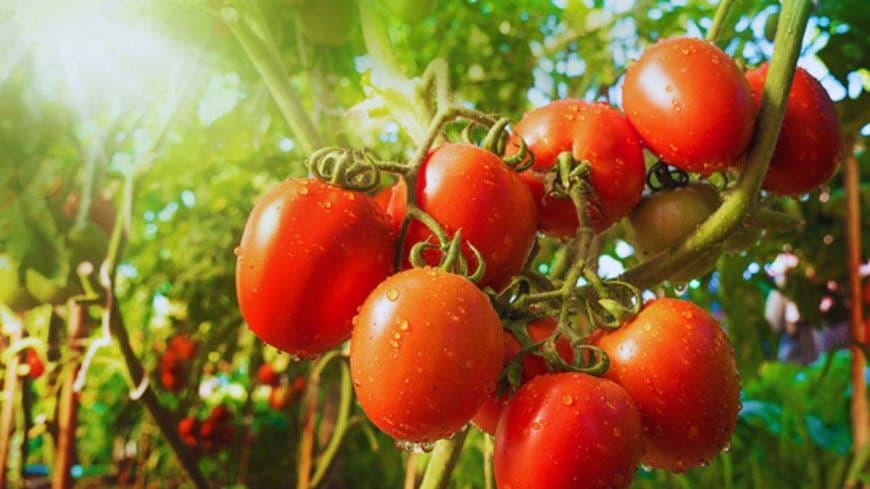 आत्मनिर्भर किसान... मध्यप्रदेश सबसे बड़ा टमाटर उत्पादक राज्य 