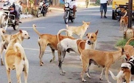 आवारा कुत्तों का आतंक... सिवनी में मासूम की ले ली जान