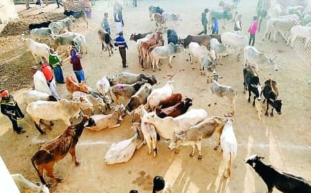 आवारा मवेशियों की धमाचौकड़ी से बर्बाद हो रही फसलें, 40% किसानों ने छोड़ी खेती, गौशाला न बनने से बढ़ी समस्या
