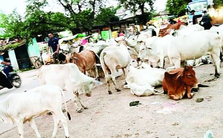 सतना सहित पूरे मध्यप्रदेश में सड़कों से गायों को हटाने की नई स्कीम पर संकट: 125 एकड़ भूमि पर बनने वाली गोशालाओं में भूमाफिया डाल रहे रोड़े, एक हजार करोड़ खर्च के बाद भी समस्या जस की तस