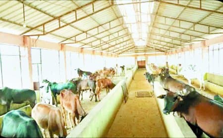 रीवा से शुरू होगा बड़ा बदलाव: अब प्राइवेट कंपनियां चलाएंगी ‘स्वावलंबी गौशाला’, सरकार देगी 125 एकड़ जमीन और 5 हजार आवारा मवेशियों की देखरेख होगी अनिवार्य
