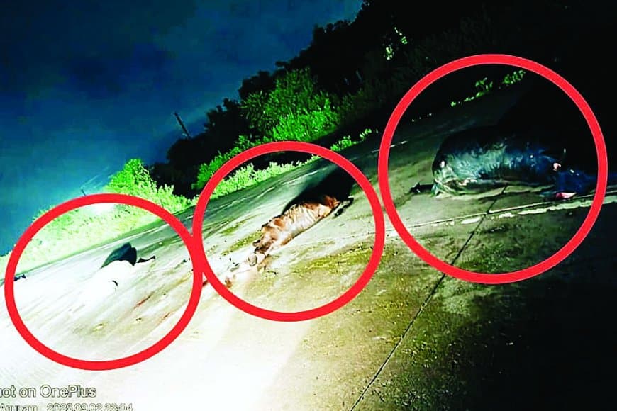 राष्ट्रीय राजमार्ग पर दर्दनाक हादसा: अज्ञात वाहन ने 4 गौवंशों को रौंदा, 2 बछड़े गंभीर रूप से घायल