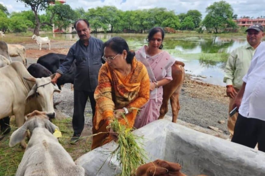पितृपक्ष में नपा की गौशाला में गौ ग्रास देकर करें गौ सेवा - नपाध्यक्ष