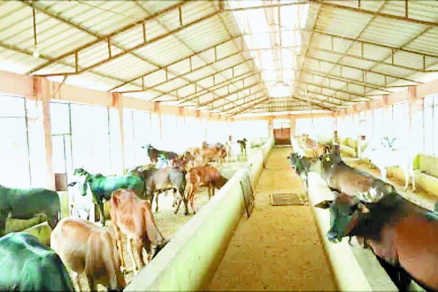 रीवा से शुरू होगा बड़ा बदलाव: अब प्राइवेट कंपनियां चलाएंगी ‘स्वावलंबी गौशाला’, सरकार देगी 125 एकड़ जमीन और 5 हजार आवारा मवेशियों की देखरेख होगी अनिवार्य