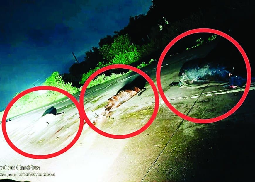 राष्ट्रीय राजमार्ग पर दर्दनाक हादसा: अज्ञात वाहन ने 4 गौवंशों को रौंदा, 2 बछड़े गंभीर रूप से घायल