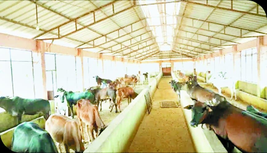 रीवा से शुरू होगा बड़ा बदलाव: अब प्राइवेट कंपनियां चलाएंगी ‘स्वावलंबी गौशाला’, सरकार देगी 125 एकड़ जमीन और 5 हजार आवारा मवेशियों की देखरेख होगी अनिवार्य