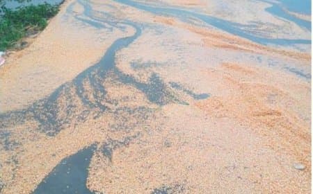 बेमौसम बारिश... प्रदेश के किसानों की उम्मीदों पर फिरा पानी