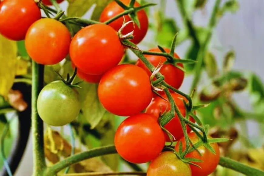  टमाटर उत्पादन में मध्यप्रदेश नंबर-1... किसानों की बढ़ी आत्मनिर्भरता