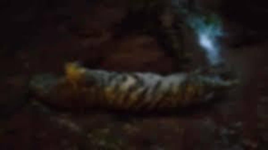 बालाघाट: मादा बाघ की संदिग्ध मौत और शव जलाने पर विवाद, डीएफओ अधर गुप्ता पर हुई कार्रवाई