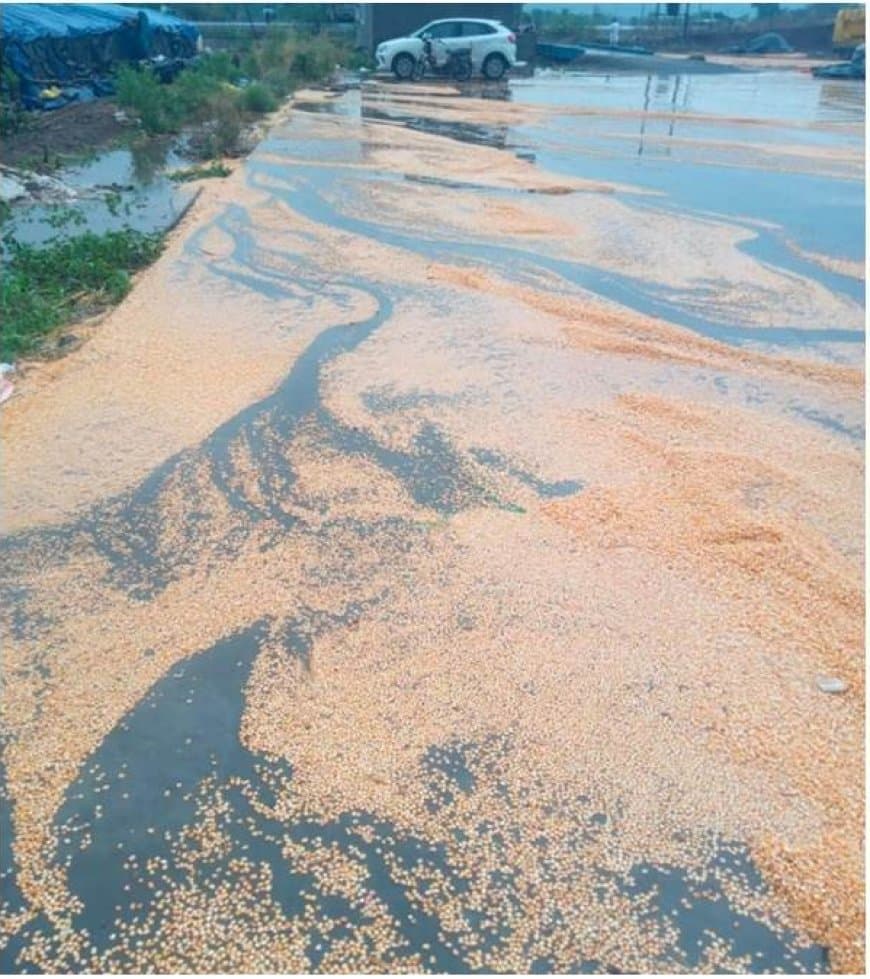 बेमौसम बारिश... प्रदेश के किसानों की उम्मीदों पर फिरा पानी