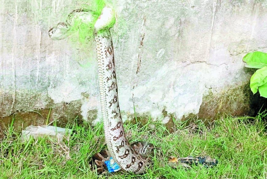 रीवा में बीहर नदी किनारे मछली पकड़ने के जाल में फंसा 22 फीट लंबा विशाल अजगर — वन विभाग की टीम ने घंटों की मशक्कत के बाद किया सफल रेस्क्यू, सुरक्षित छोड़ा जंगल में