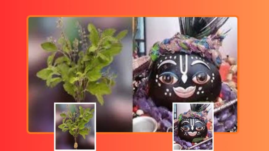 Tulsi Vivah 2025 Date, Shubh Muhurat, Importance: जानें तुलसी विवाह का महत्व और कन्यादान का पुण्य