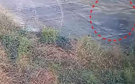 जबलपुर: डुमना एयरपोर्ट में 'तेंदुए' की अफवाह, CCTV में वन बिलाव की पुष्टि; तलाश जारी