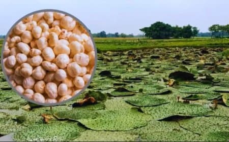 मध्यप्रदेश... नर्मदापुरम, बालाघाट, छिंदवाड़ा और सिवनी में होगी मखाना की खेती 