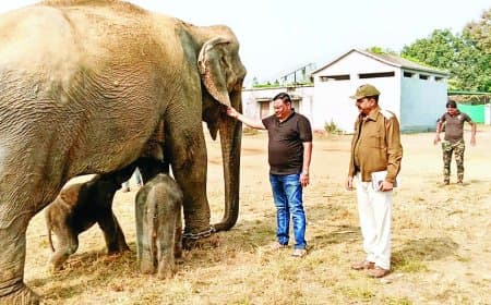 57 वर्षीय हथिनी अनारकली ने एक ही दिन में दिए दो मादा शावक: पन्ना टाइगर रिजर्व में जन्मा दुर्लभ चमत्कार, वन्यजीव संरक्षण को मिली नई ऊर्जा