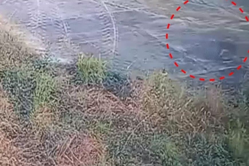 जबलपुर: डुमना एयरपोर्ट में 'तेंदुए' की अफवाह, CCTV में वन बिलाव की पुष्टि; तलाश जारी