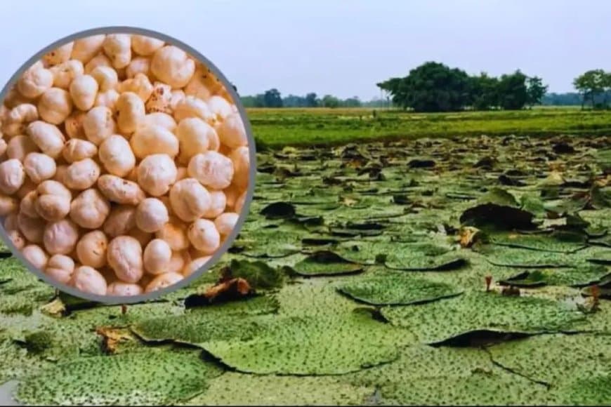 मध्यप्रदेश... नर्मदापुरम, बालाघाट, छिंदवाड़ा और सिवनी में होगी मखाना की खेती 