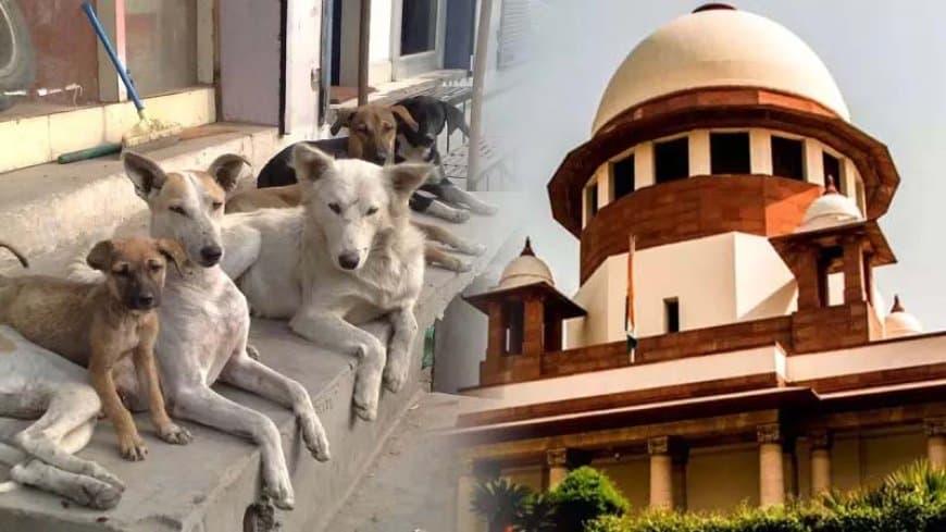 आवारा कुत्ता केस... सुप्रीम कोर्ट में हाजिर हुए सभी राज्यों के मुख्य सचिव