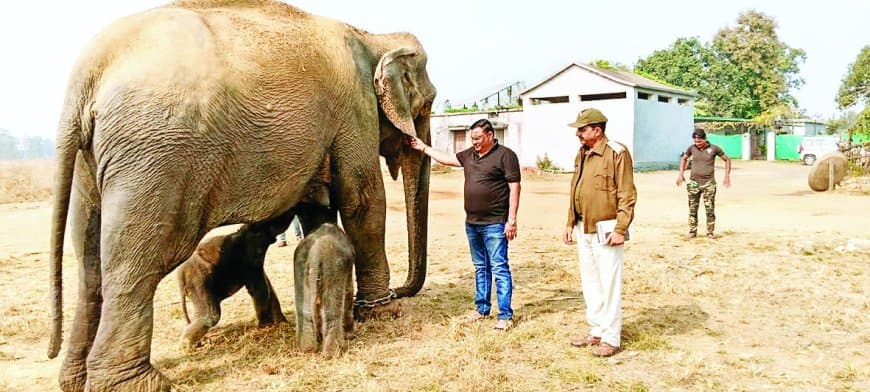 57 वर्षीय हथिनी अनारकली ने एक ही दिन में दिए दो मादा शावक: पन्ना टाइगर रिजर्व में जन्मा दुर्लभ चमत्कार, वन्यजीव संरक्षण को मिली नई ऊर्जा