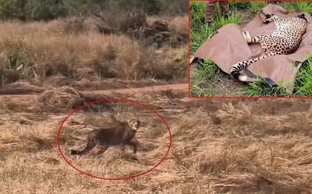 मध्यप्रदेश... कूनो नेशनल पार्क में वीरा के शावक की मौत... अब 28 चीते बचे 