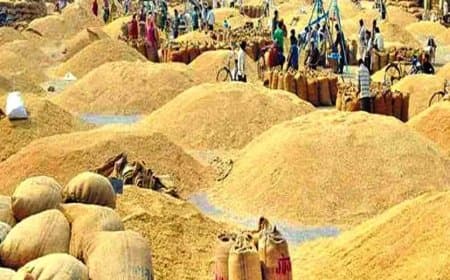 मध्यप्रदेश... अभी तक 13.21 लाख मीट्रिक टन हुई धान खरीदी