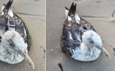 कर्नाटक... नौसेना को मिला चाइनीज जीपीएस से लैस समुद्री पक्षी