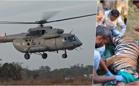 मध्यप्रदेश... देश में पहली बार बाघिन की अंतरराज्यीय हवाई शिफ्टिंग