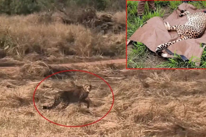 मध्यप्रदेश... कूनो नेशनल पार्क में वीरा के शावक की मौत... अब 28 चीते बचे 