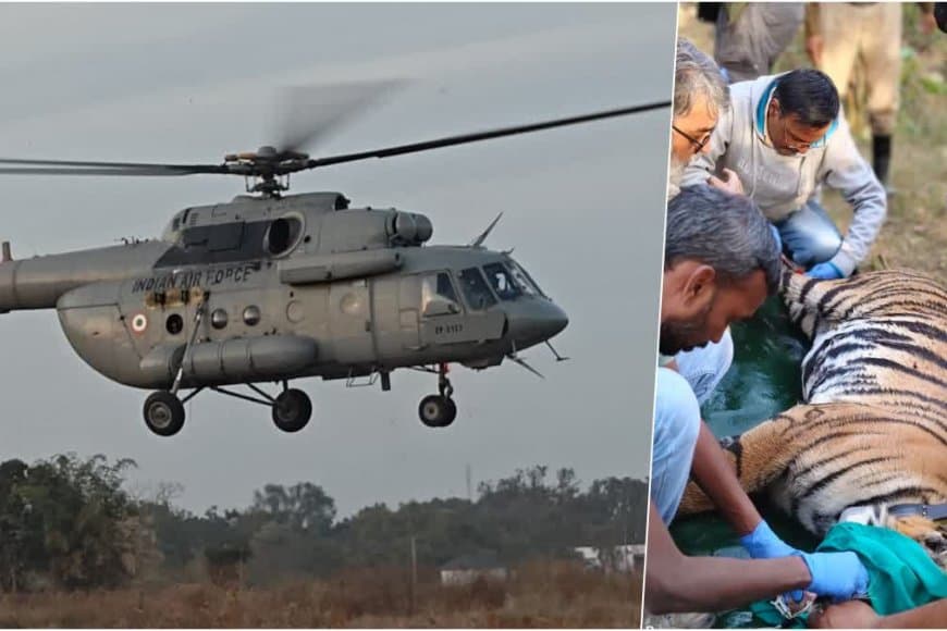 मध्यप्रदेश... देश में पहली बार बाघिन की अंतरराज्यीय हवाई शिफ्टिंग