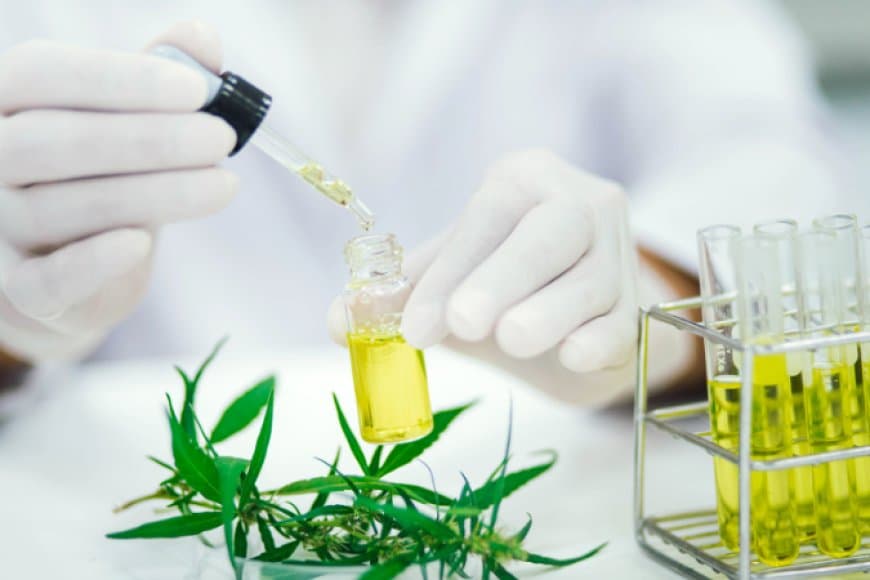 उम्मीद की किरण... वैज्ञानिकों ने खोजी पौधों से एंटी-कैंसर की ‘संजीवनी’