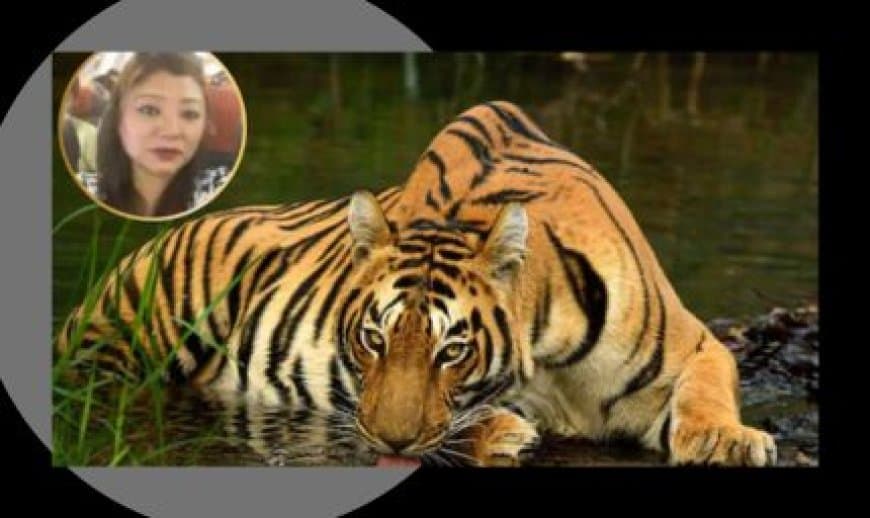 STSF मध्यप्रदेश और WCCB को सफलता: अंतर्राष्ट्रीय बाघ तस्कर लाचुंगपा सिक्किम से गिरफ्तार