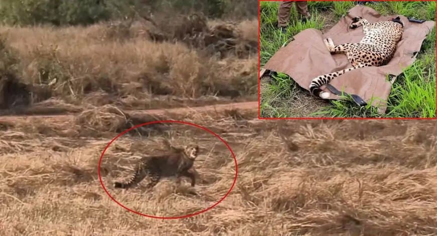 मध्यप्रदेश... कूनो नेशनल पार्क में वीरा के शावक की मौत... अब 28 चीते बचे 