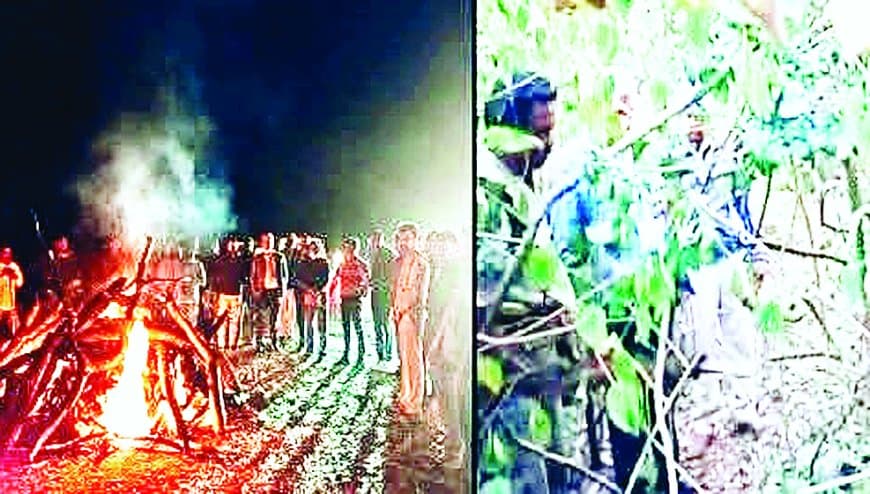 संजय टाइगर रिजर्व में दर्दनाक घटना: बाघिन टी-60 के दो शावकों की मौत, टेरिटरी विवाद में नए नर बाघ के हमले की आशंका