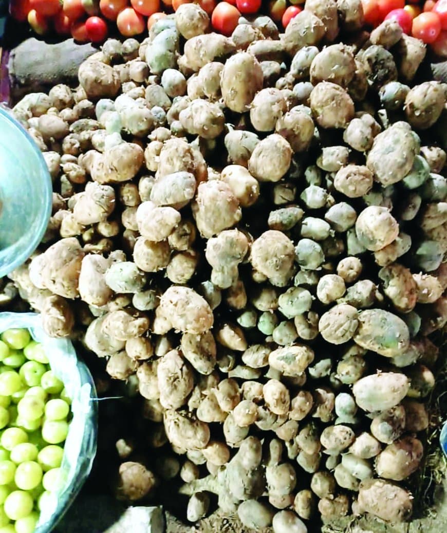 नए आलू की चमक में छुपा सच: सतना–मैहर की मंडियों में बिक रहा प्री-मेच्योर आलू, मुनाफे की होड़ में उपभोक्ता कर रहे ज्यादा भुगतान