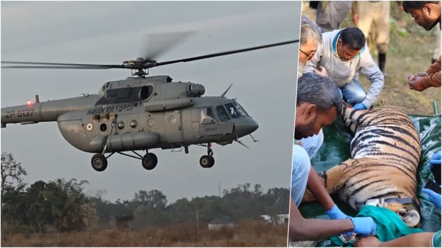 मध्यप्रदेश... देश में पहली बार बाघिन की अंतरराज्यीय हवाई शिफ्टिंग