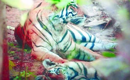 शावकों की सुरक्षा में जंगल छोड़ रिसोर्ट पहुंची बाघिन, मदरहुड की दिखी मिसाल