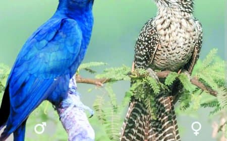 चित्रकूट जंगलों में टिस टिस आवाज वाली कोयल, फीमेल बर्ड का रहस्य उजागर हुआ