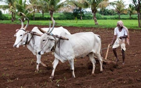 कृषि मंत्रालय का दावा... अन्नदाताओं का जौ और चने से भंग हो रहा मोह