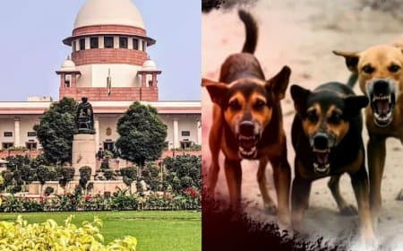 जज साहब! कुत्ते हटे तो चूहे बढ़ जाएंगे... सुप्रीम टिप्पणी-बिल्लियां पाल लो