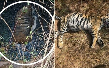 सावधान! नहीं थमी बाघों की मौत तो लोग कहेंगे- मध्यप्रदेश में एक था टाइगर
