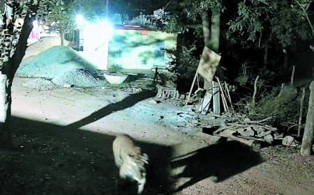 मझगवां में बाघों की मौजूदगी फिर क्यों सरभंगा से हटकर कंजर्वेशन रिजर्व की तैयारी