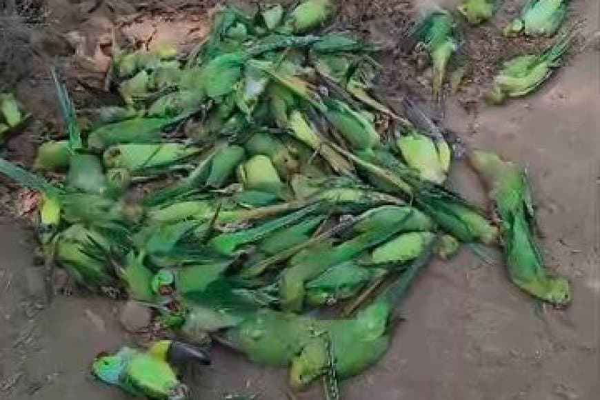 मध्यप्रदेश... खरगोन में नर्मदा नदी के किनारे 150 तोतों की ‘खामोश’ मौत