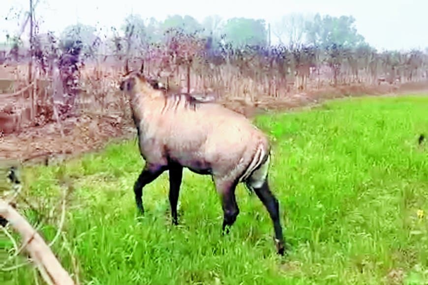 आठ घंटे वनकर्मियों को छकाती रही बेकाबू नीलगाय