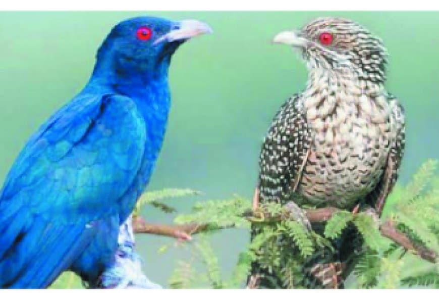 चित्रकूट जंगलों में टिस टिस आवाज वाली कोयल, फीमेल बर्ड का रहस्य उजागर हुआ