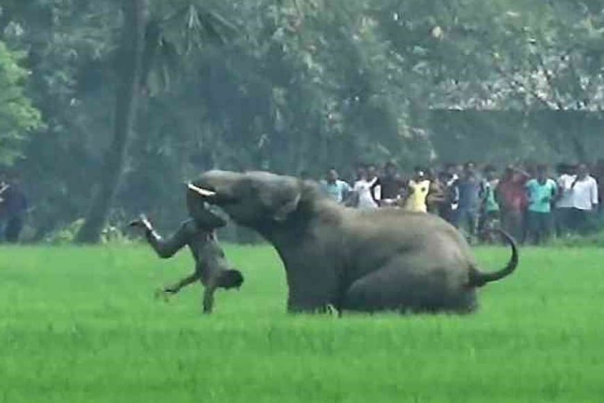 झारखंड... हाथी का आतंक... सिंहभूम में सात लोगों को मार डाला