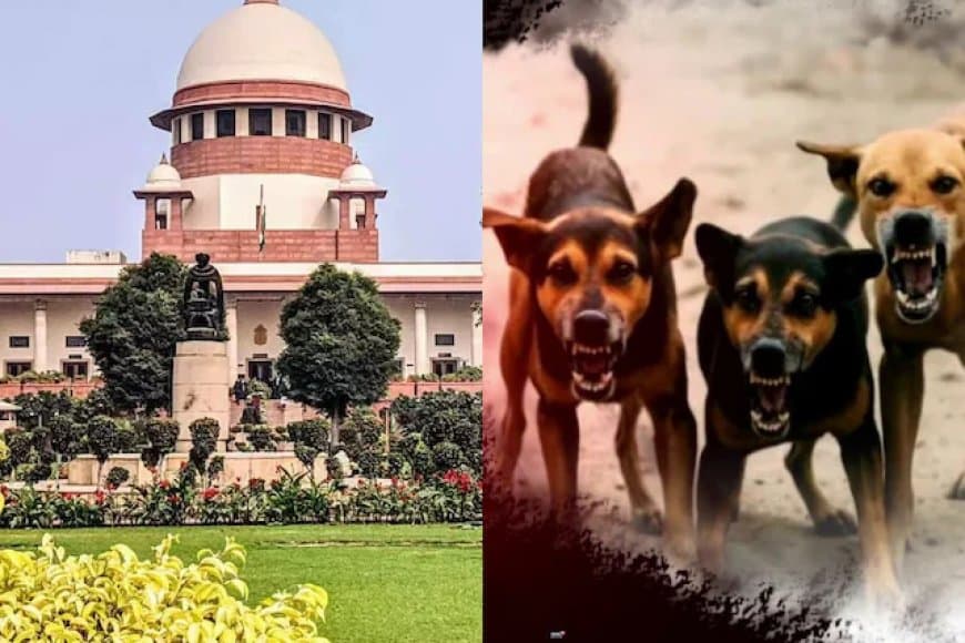 जज साहब! कुत्ते हटे तो चूहे बढ़ जाएंगे... सुप्रीम टिप्पणी-बिल्लियां पाल लो