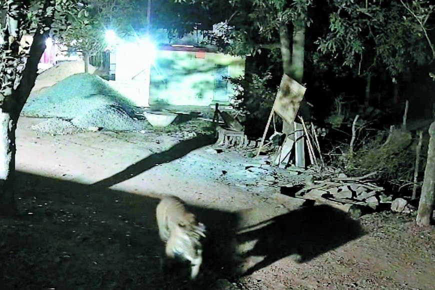 मझगवां में बाघों की मौजूदगी फिर क्यों सरभंगा से हटकर कंजर्वेशन रिजर्व की तैयारी