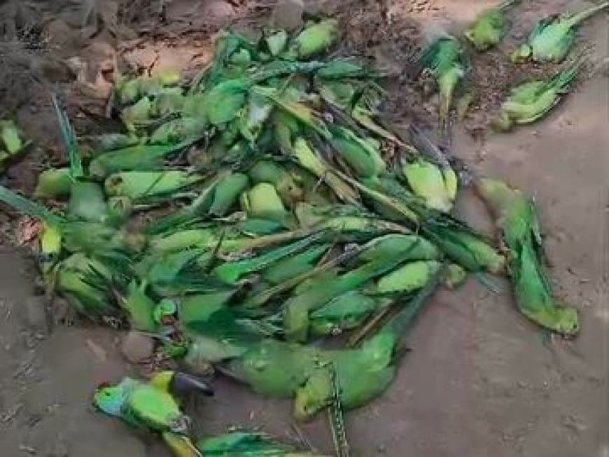 मध्यप्रदेश... खरगोन में नर्मदा नदी के किनारे 150 तोतों की ‘खामोश’ मौत
