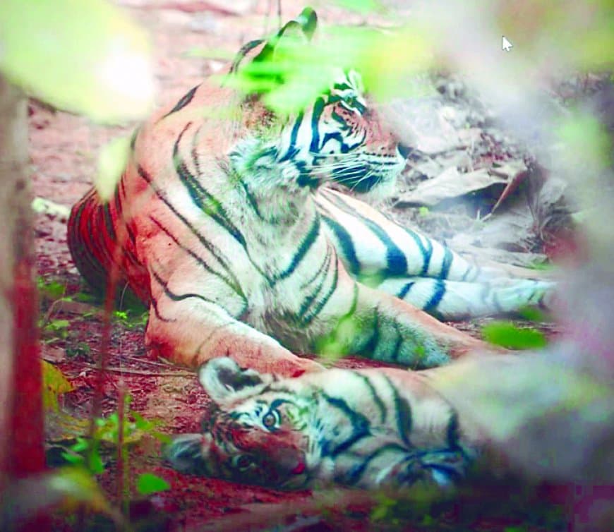 शावकों की सुरक्षा में जंगल छोड़ रिसोर्ट पहुंची बाघिन, मदरहुड की दिखी मिसाल